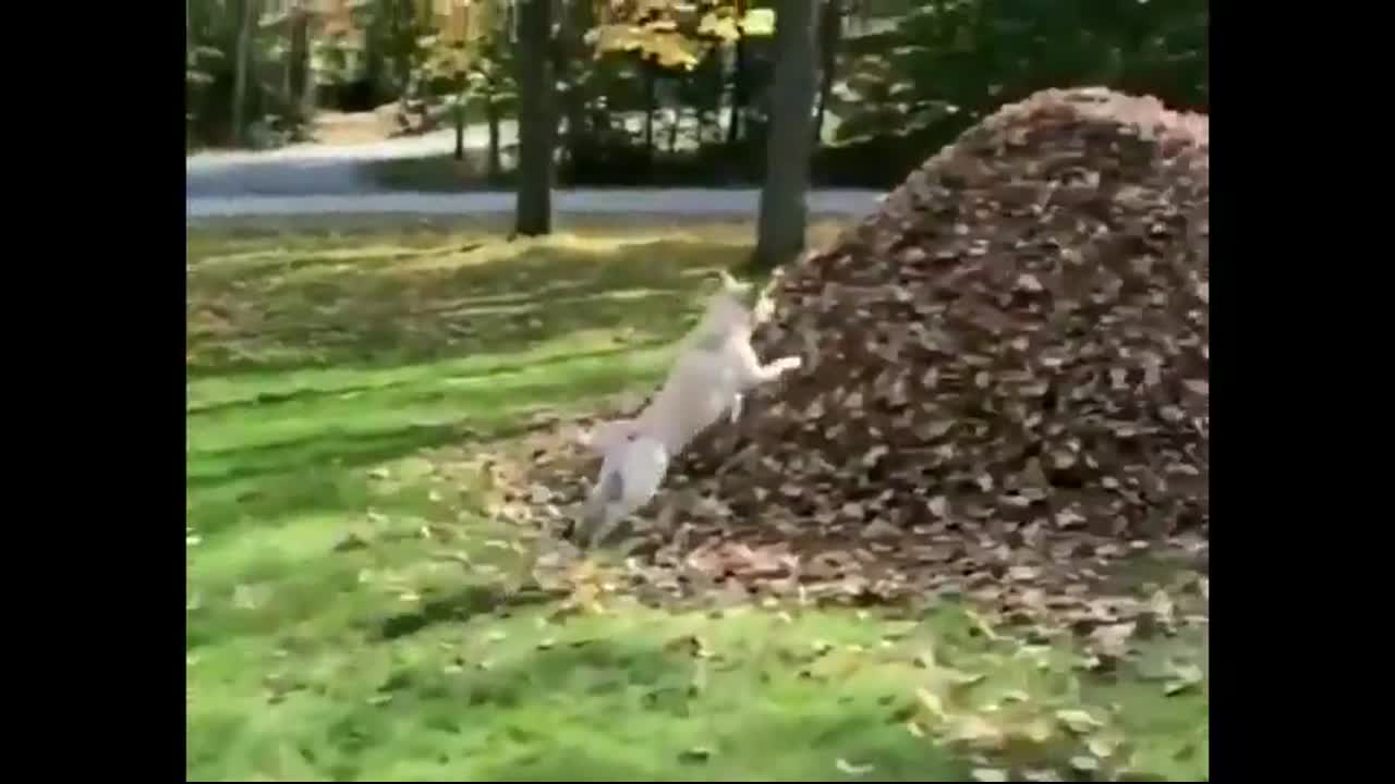 Dog Jumping into leaves Perfect Meme Video Clip