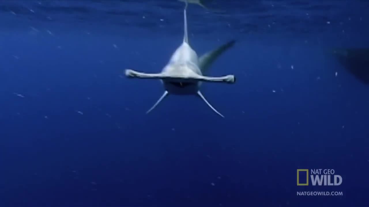 Nat Geo Wild: Hammerhead Sharks
