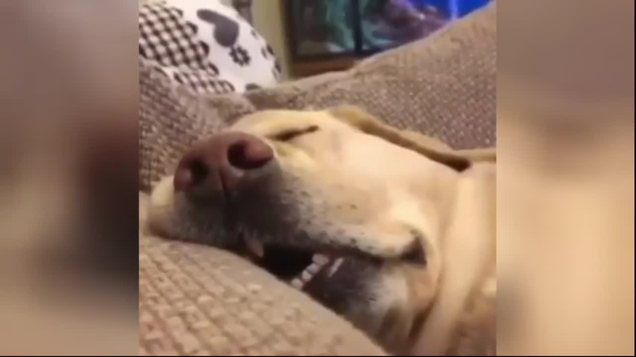 Bored Dog Snoring