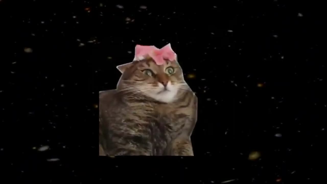 Shooting Stars Meme Shooting Stars Cat Perfect Meme Video Clip