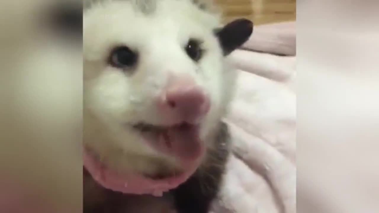 RM Videos Possums chewing