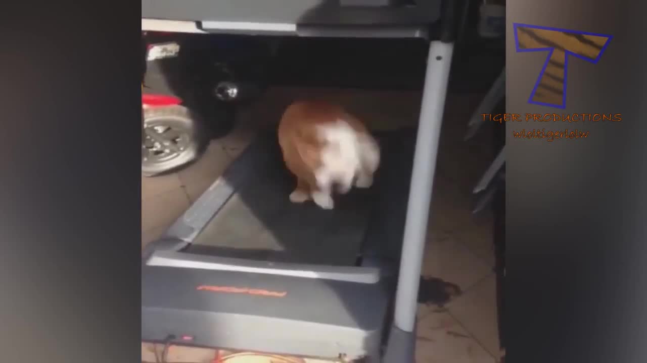 Tiger Production Dogs with treadmills Perfect Meme Video Clip