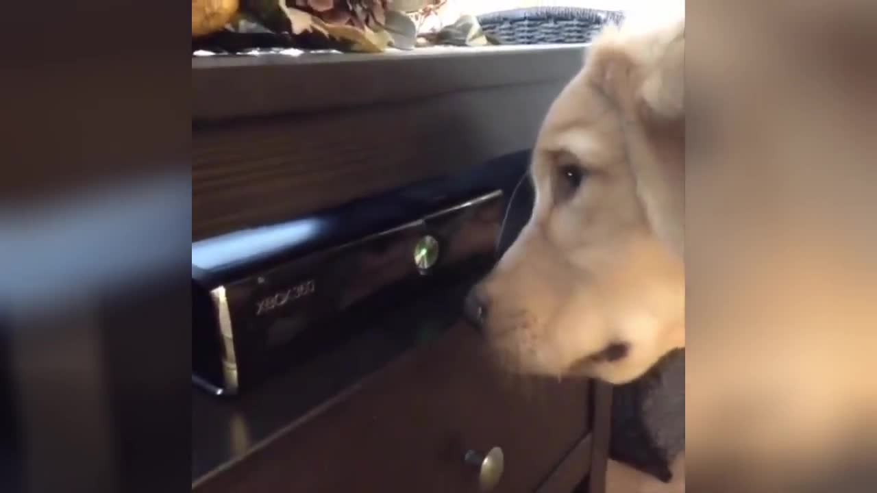 Funny Animals Dog turns on Xbox