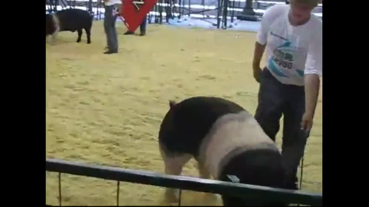 County Fair Pig Show Swine Show