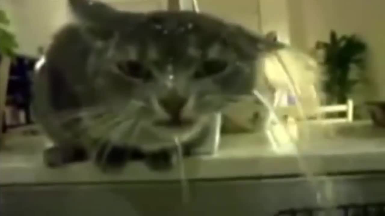 Cats Hate Water 2016 Cat is Thirsty