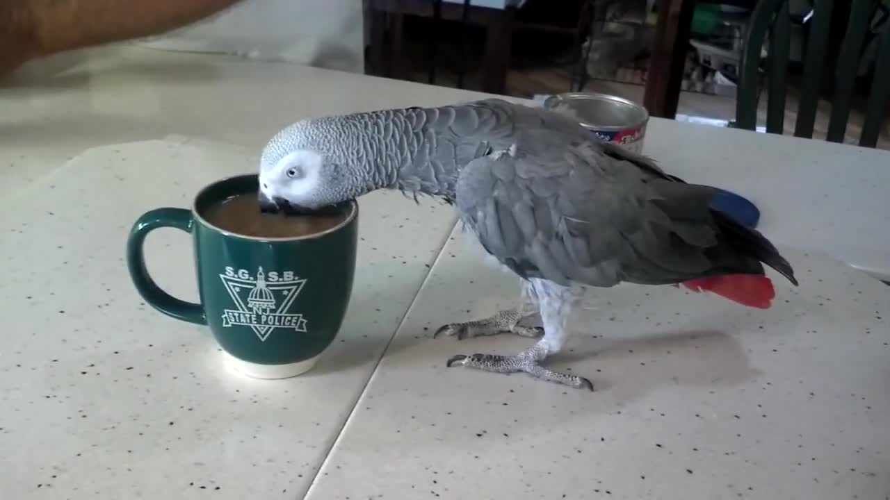 Jeffd1121: Bird drinking coffee