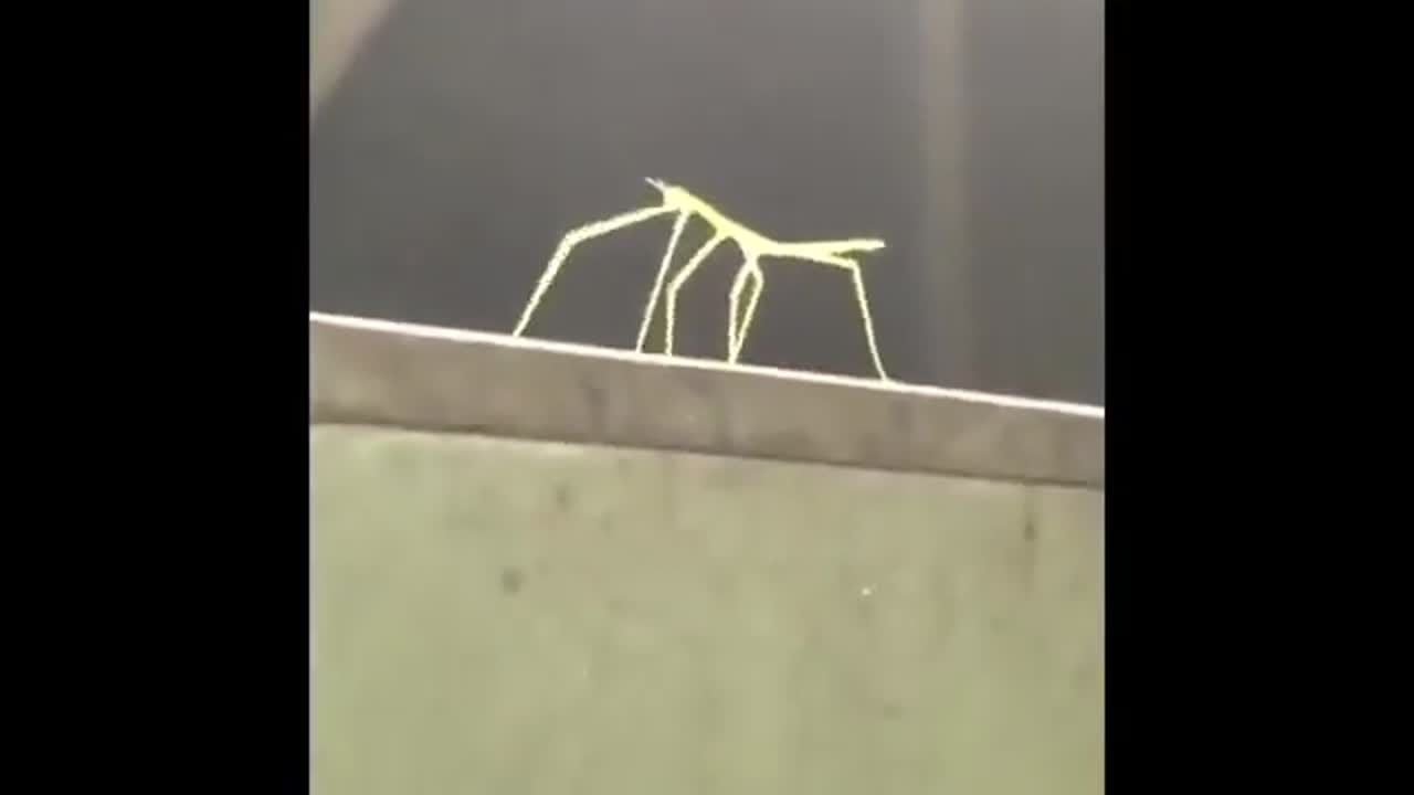 Vlipsy Dancing Stick Bug (Knuck If You Buck)