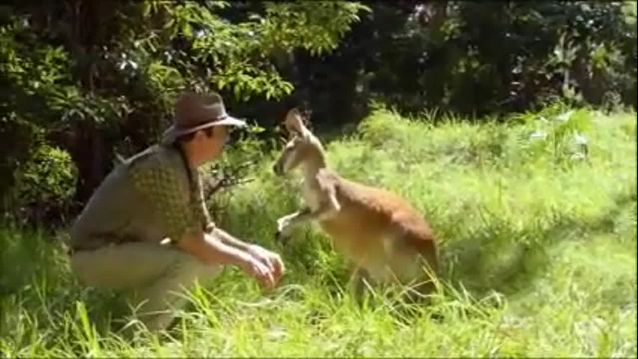 Modern Family Kangaroo punch
