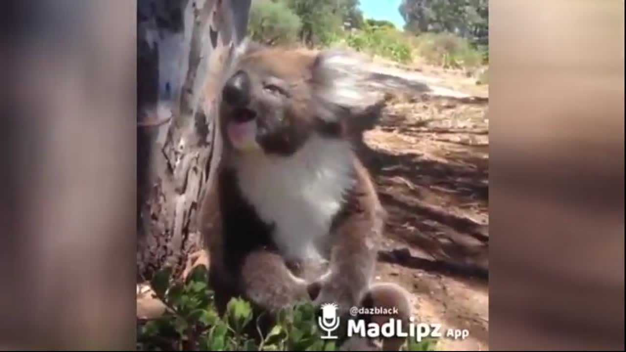 Cute Animals Laughing Koala Perfect Meme Video Clip