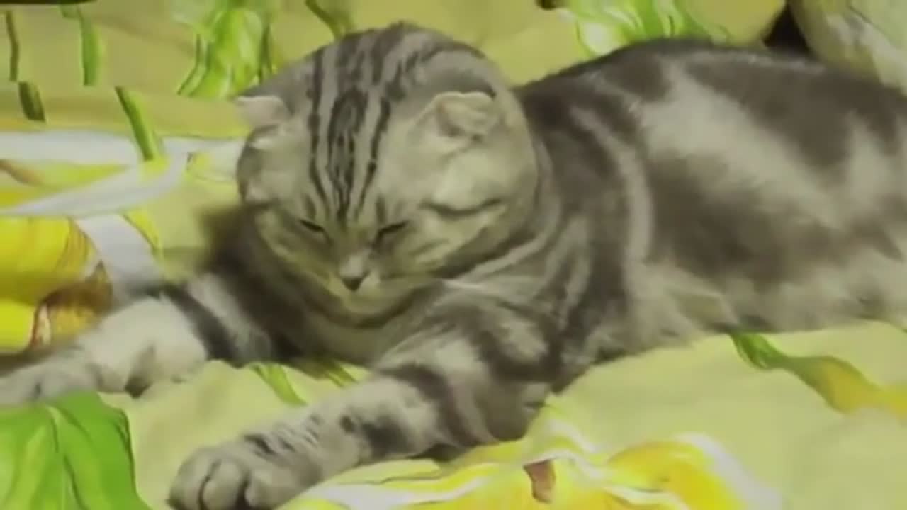 Sleepy Cat Cat falling asleep Perfect Meme Video Clip