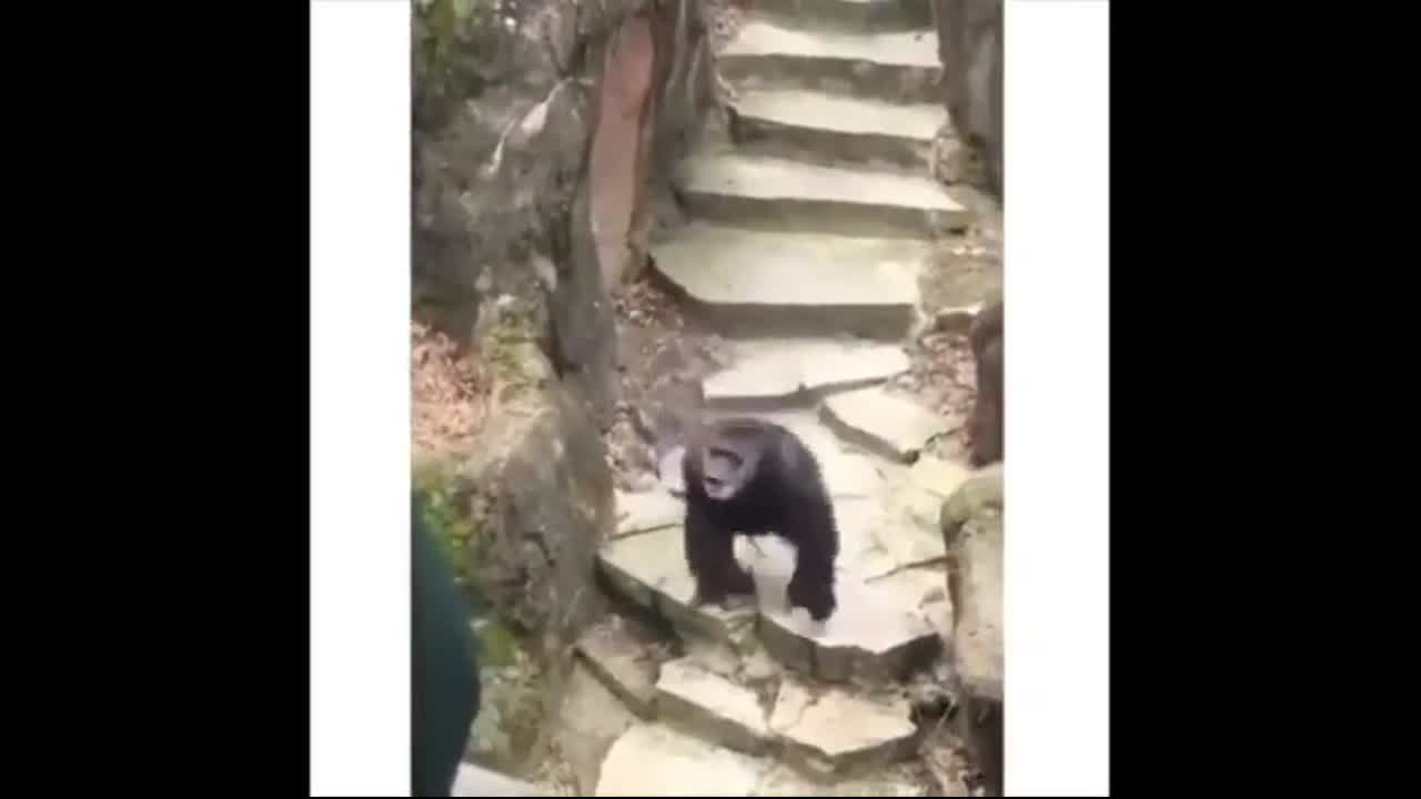Monkey at Zoo Monkey throws poo at grandma