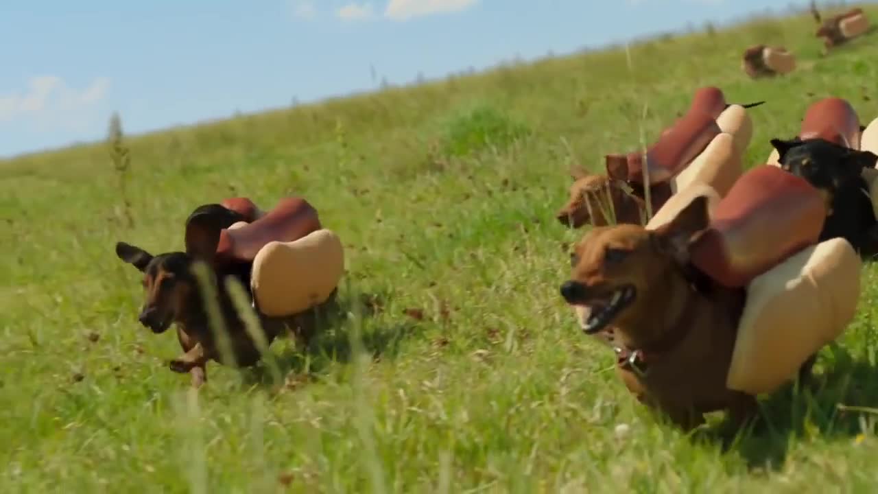 Heinz Ketchup Weiner Dogs Running